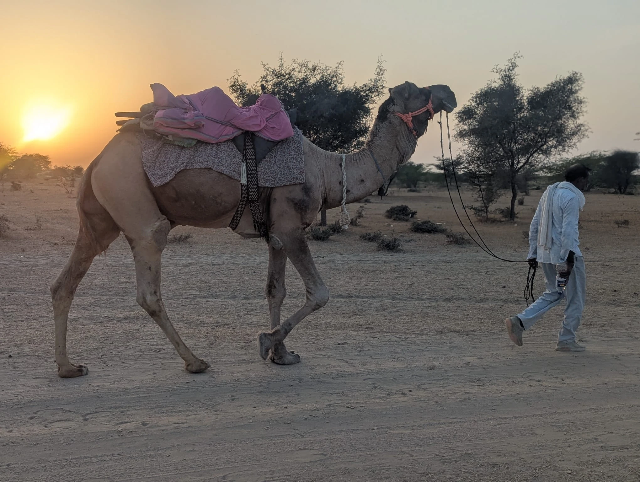 Balade de dromadaire dans le desert Thar (Rajasthan)