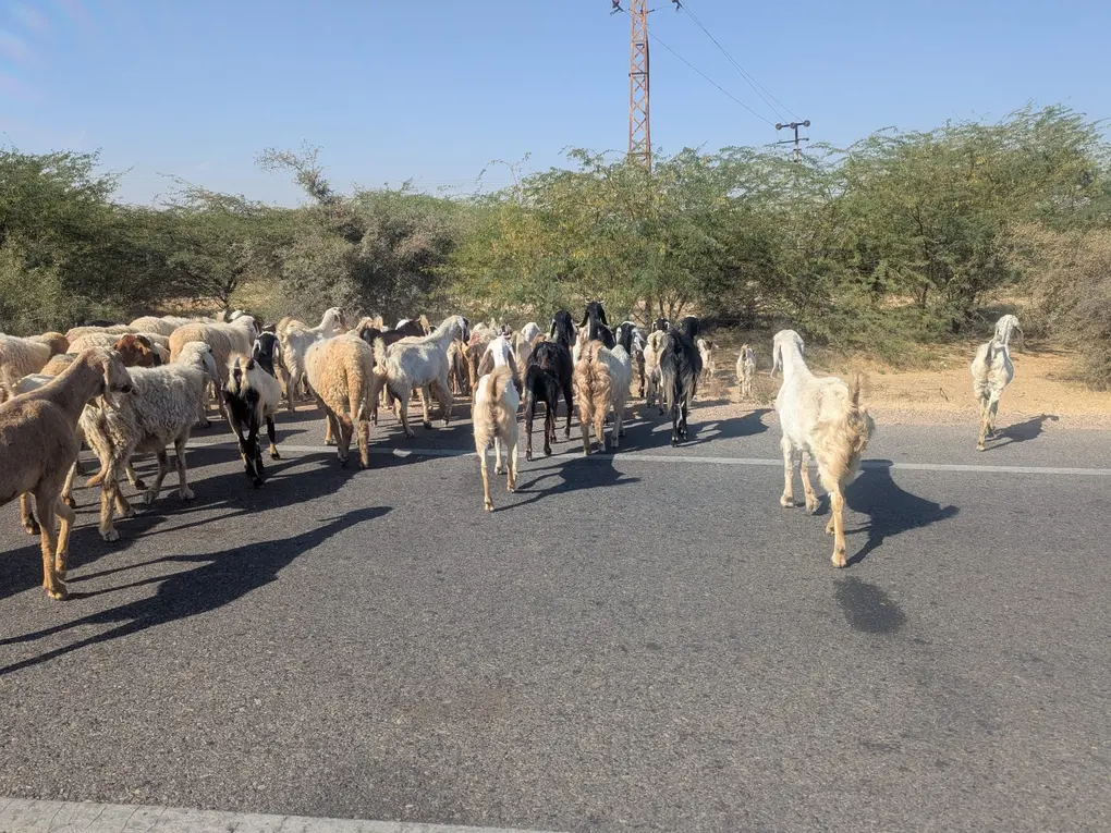 goats_road_jaipur_bikaner_half
