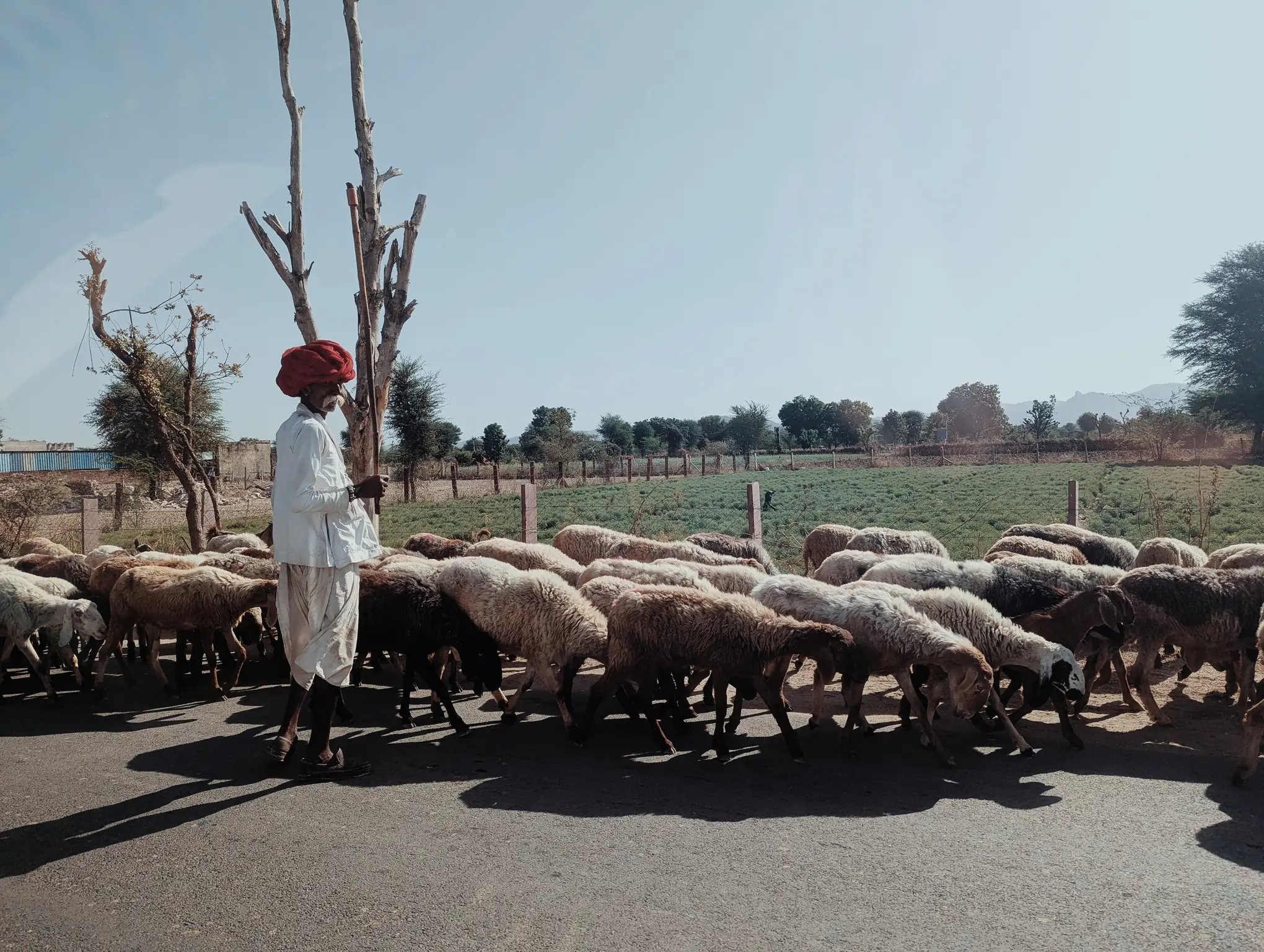 rabari_shepper_godwar_rajasthan_half