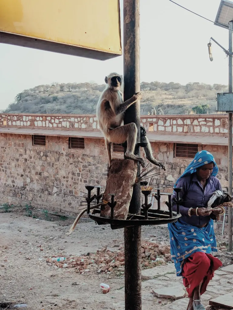 singe_ranthambore_fort_half