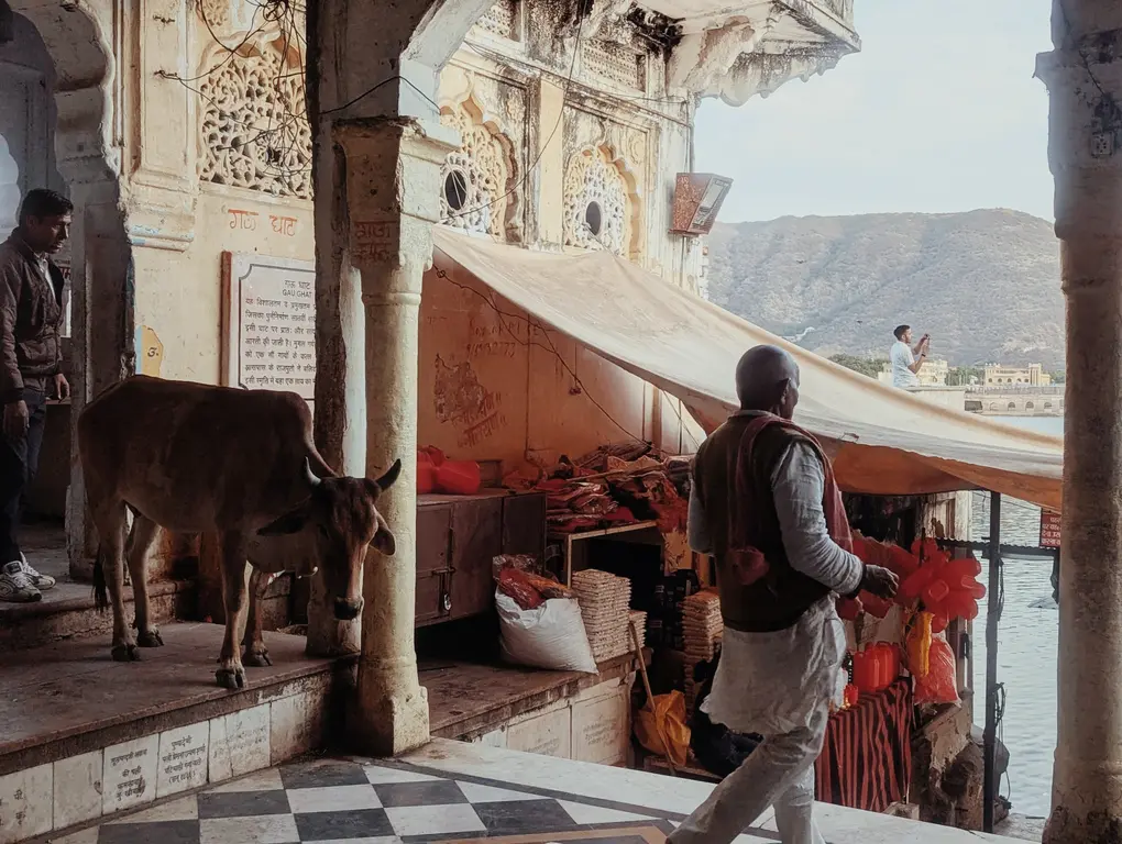 vache_lac_pushkar_half