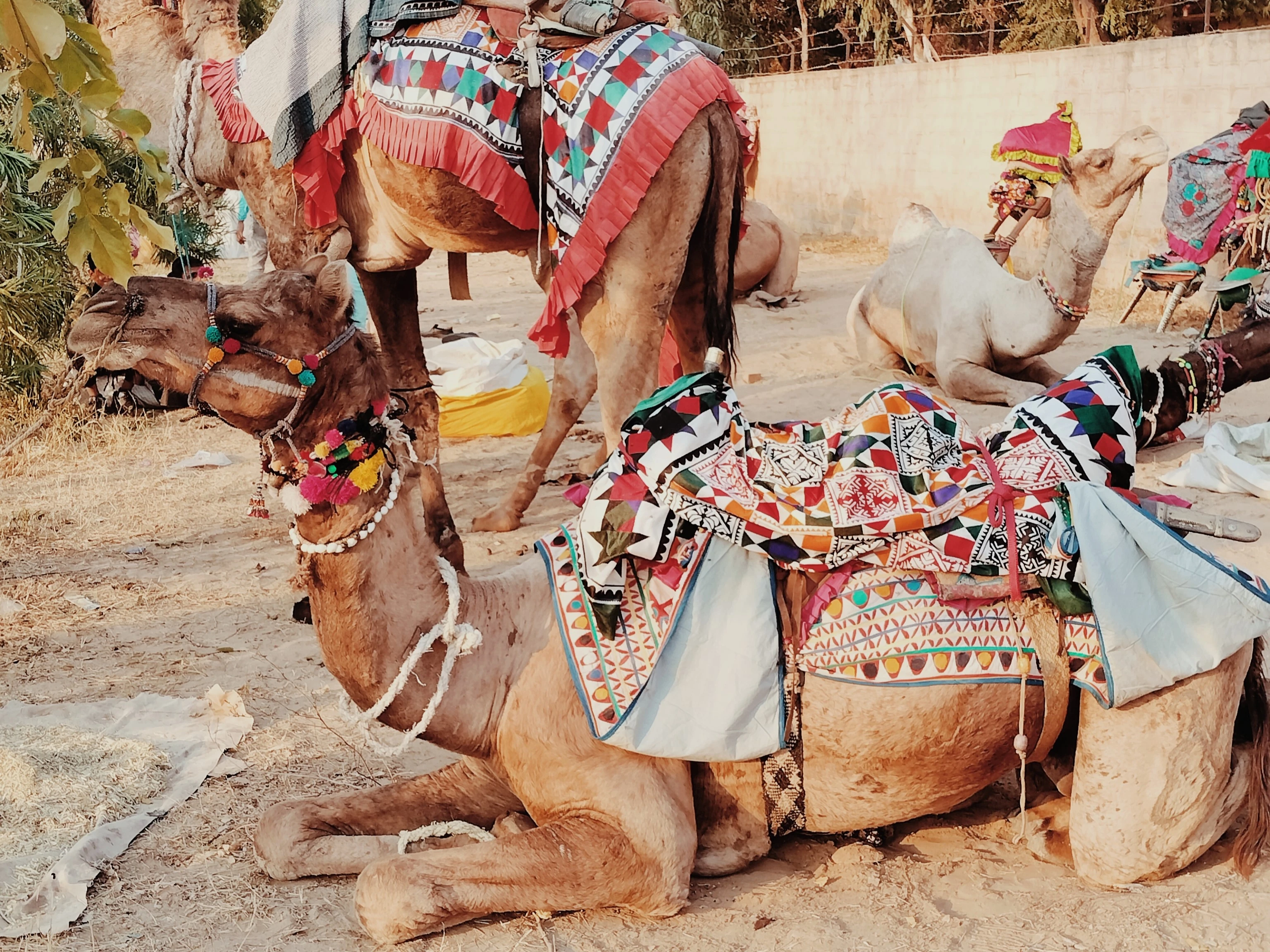 Chameau dans le desert lors du festival de Jaisalmer