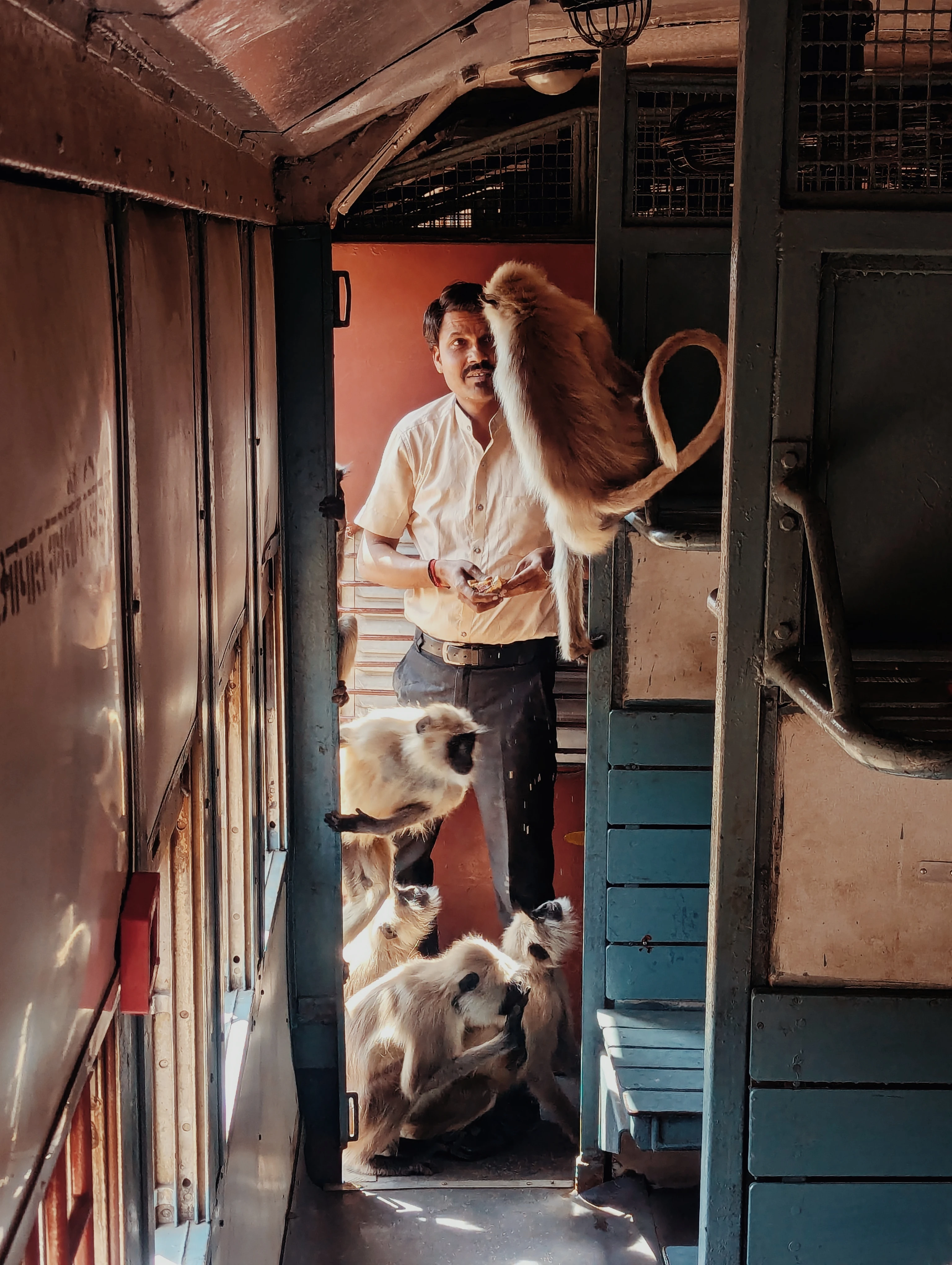 Singe dans le train (Aravalli Rajasthan)