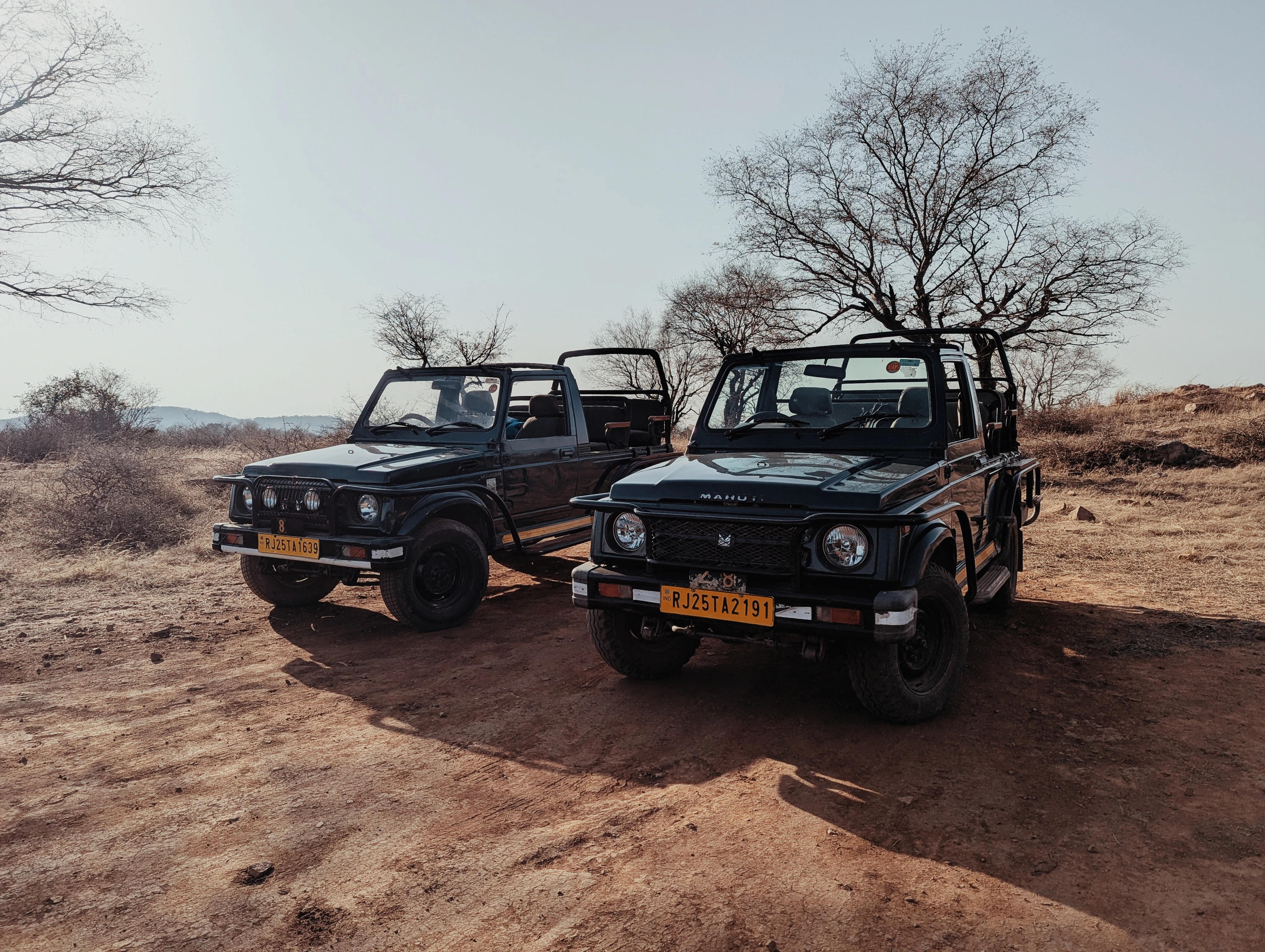 Jeeps pour le safari (Parc Ranthambore)