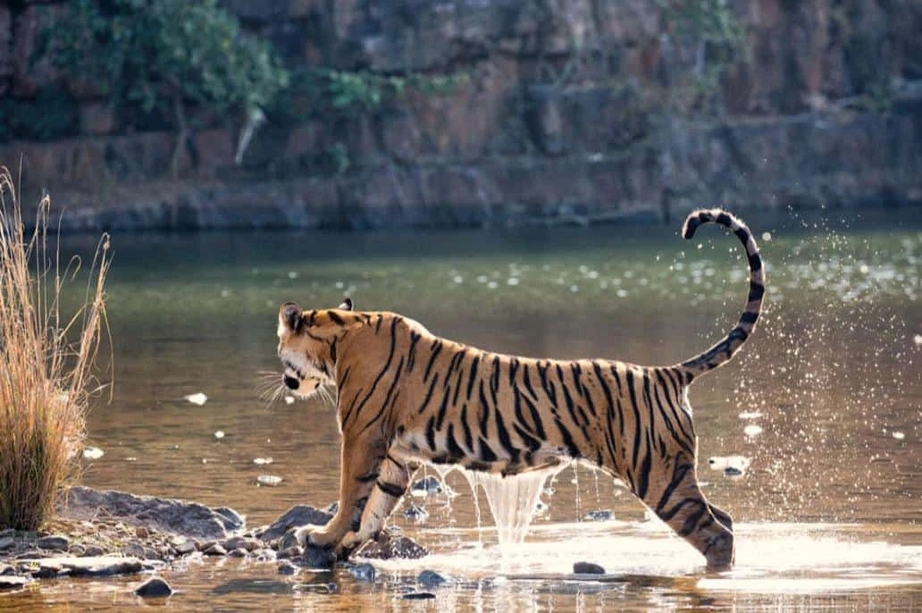 Tigre prenant un bain dans le parc Ranthambore
